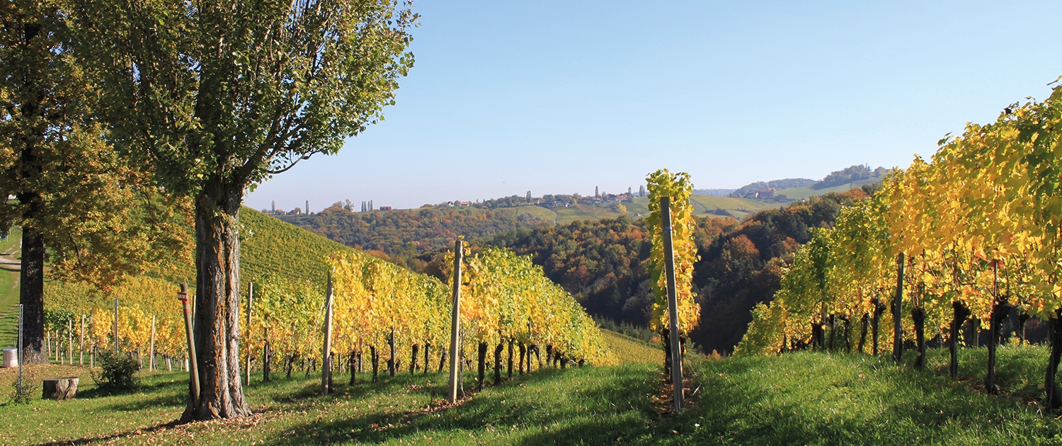 Ferienhaus-Sausal-Weinberge